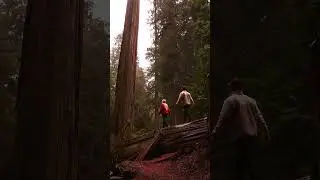 Definitely worth it🌲🪵📍 #redwoods #couplesroadtrip #relationship #2026goals #newyearsgoals