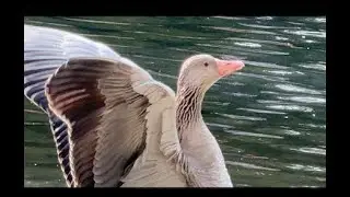 #sweden #malm&ouml; #cook #birds. Simple Life Art Cook Flexitarian Shops Malm&ouml;