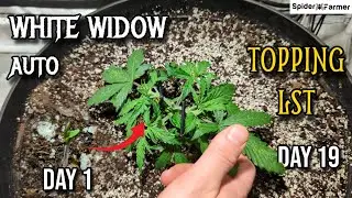 How I Grow E9- When to Top Your Autoflower and LST - White Widow Auto Fastbuds - Spiderfarmer SF4000