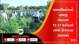 Mahisagar News | બાલાસિનોર પોલીસે વાઘજીના ખેતરમાંથી ₹2.37 કરોડના ગાંજાનું ગુપ્ત વાવેતર ઝડપ્યું