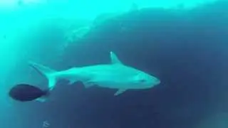 Diving Maldives - Safari Island - Joy Dive Maldives - 20some sec  XXL Grey Reef Shark (full HD)