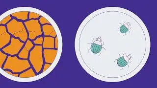 seed  science and technology how are GMO 🌱 plant mode