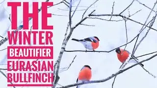 THE WINTER BEAUTIFIER|EURASIAN BULLFINCH|COMMON BULLFINCH|PLUM BIRD|