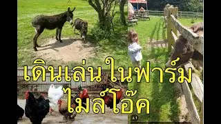 A walk around mile oak farm  เดินเล่นในฟาร์ม