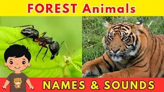 LEARN FOREST ANIMALS FOR KIDS - ANIMAL SOUNDS AND NAMES #animalsounds #learnanimals #kids #children