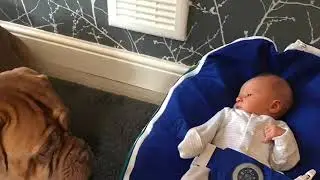 Dogue de Bordeaux and baby
