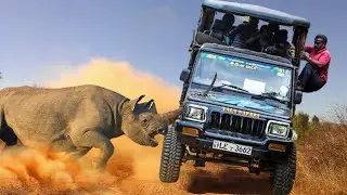 Rhino - The Aggressive Guy Attacking Lion, Crocodile, Cars But Very Cute