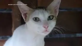 Peacat