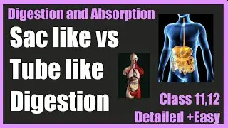 Difference between Sac like and Tube like digestion | Types of extra cellular digestion