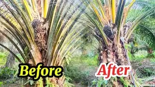 Pruning Sawit Usia 5 Tahun #pruning #pruningsawit #sawit 