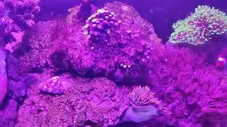 MU Nanoreef / Capnella sp.