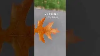 Fall's 🍁 sneaking in... & New Zealand is glowing | Autumn 🍂