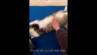 Sign that your cat trust you ASMR #cute #cat #asmr #shorts