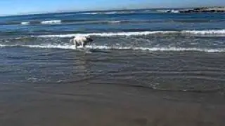 Apollo the White German Shepherd dog, Fetching at the dog Beach