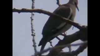 White-winged Dove at Long Point