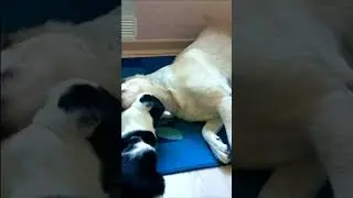 Собаки смешные 4 #shorts Pets Приколы с собаками Fun with dogs 狗 कुत्ता 犬 개 개 كلب Hund perro chien