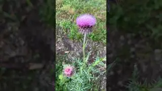 Milk Thistle | Medicinal Plant