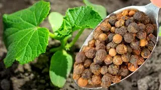 1 Чайная ложка под огурцы и огурцов завались будет! Огурцы мешками собираю!