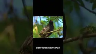 Amrasca biguttula（俗稱棉賈西德）的學名是什麼？ #shorts
