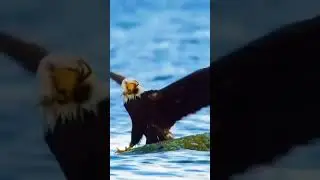 I Witnessed a Bald Eagle Get HUMILIATED by an Ant!