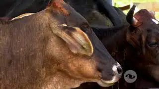 Mantenga la eficiencia reproductiva de los animales | La Finca de Hoy