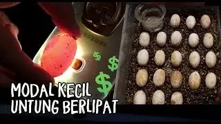 Menggali, Merawat dan membuat inkubator telur iguana