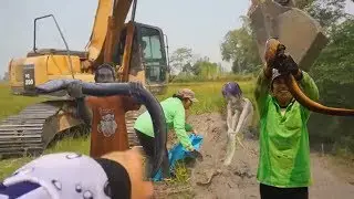 Amazing chatching Big Fresherwater eels in mud on dry season compilation