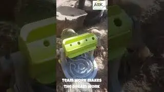 Team work makes the dream work  #arkwildlifepark #enrichment #shorts #meerkat