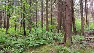 Dryopteris expansa (Spreading Wood Fern)