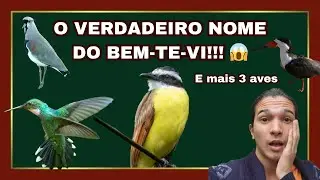 NOMES DE AVES EM TUPI! 🐦