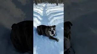 Bulldog&rsquo;s Snow Day Adventure: From Walk to Full-Body Roll!  #BulldogFun #SnowDayVibes
