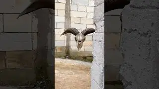 Penomena aneh tanduk domba melayang sendiri #diy #kreatif #viral #art #craft