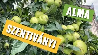 Szentiványi zöld alma vagy Szentivánalma