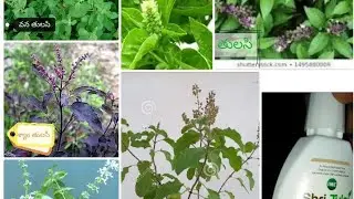 Tulasi/pancha tulasi drops uses