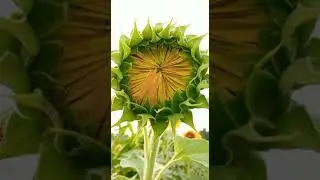 Blooming Sunflower At Farm #Home #garden #flower #Sunflower #farm #amazinhnature