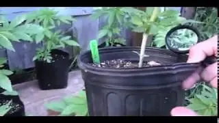 Ep 3 Cannabis Man Seeds 101 Growing Techniques for Organic Cannabis.