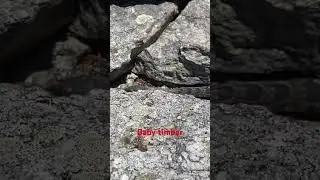 Детёныш гремучей змеи ползёт по расщелине в скале @dayhikingandherpingdudes
