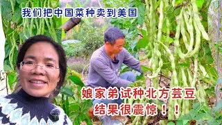 我们把国内菜种卖到美国，娘家弟在南方试种北方芸豆，结果让人惊掉下巴