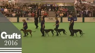 Obreedience Competition - Part 2 | Crufts 2016