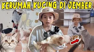 ALUNA DAN AMANDA PENGEN PELIHARA KUCING CANTIK SEBANYAK INI!!