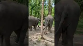 Elephant park Phuket #elephant #phuket #Elephantpark#elephantsantuary #tour #thailand