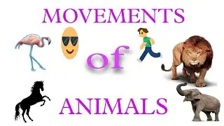 Animal movements l Bird movement l Movements of Animals/Birds
