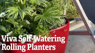 Viva Self-Watering Rolling Planters