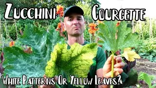 Zucchini / Courgette Problems - White Or Yellow Spots On Leaves?  Powdery & Downy Mildew?