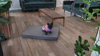XLarge Waterproof Dog Bed