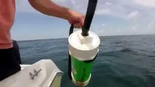 chum buddy grouper