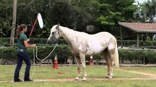 Natural Horsemanship Parelli Friendly Game
