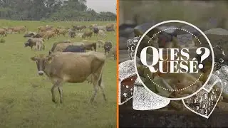 Queso Playa Venado | Ques ques&eacute;