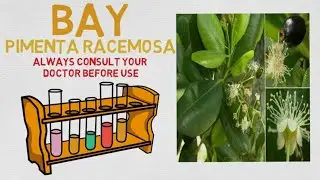 Essential Oil Breakdown: Bay Oil! Benefits, Uses, and History (Aromatherapy)
