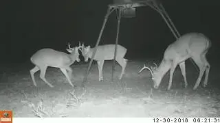 Texas Trail Cam Compilation Jan  12, 2019